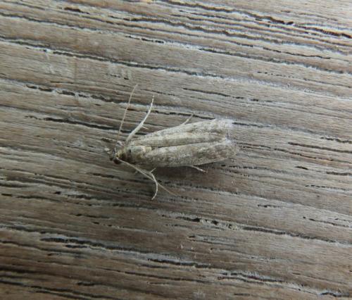 Réf. 307 963 : Ephestia sp.